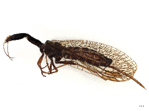  (Tjederiraphidia - ALetardi182)  @11 [ ] CreativeCommons - Attribution Share - Alike (2024) CBG Photography Group Centre for Biodiversity Genomics