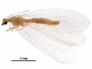  ( - ALetardi009)  @11 [ ] CreativeCommons - Attribution (2017) CBG Photography Group Centre for Biodiversity Genomics