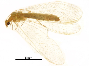  ( - ALetardi010)  @11 [ ] CreativeCommons - Attribution (2017) CBG Photography Group Centre for Biodiversity Genomics