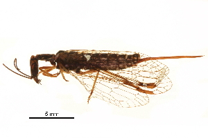  ( - ALetardi028)  @11 [ ] CreativeCommons - Attribution (2017) CBG Photography Group Centre for Biodiversity Genomics