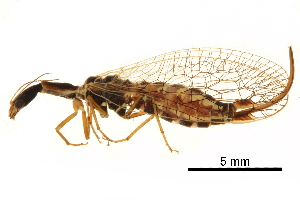  ( - ALetardi068)  @11 [ ] CreativeCommons - Attribution (2017) CBG Photography Group Centre for Biodiversity Genomics