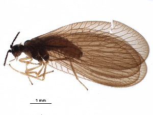  ( - ALetardi084)  @11 [ ] CreativeCommons - Attribution (2017) CBG Photography Group Centre for Biodiversity Genomics