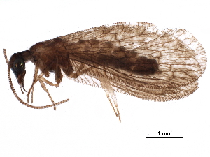  (Sympherobius luqueti - ALetardi087)  @11 [ ] CreativeCommons - Attribution (2017) CBG Photography Group Centre for Biodiversity Genomics