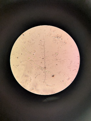  ( - M24MAR0029A1.1_FB122)  @11 [ ] by-sa (2025) Norwegian marine fungi Institute of marine research