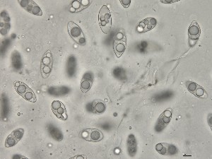  ( - OHa2023-08.07A)  @11 [ ] by-sa (2025) Norwegian marine fungi Institute of marine research