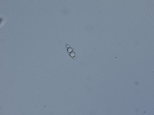  ( - TRa2022-96f)  @11 [ ] by-sa (2023) Norwegian marine fungi UiT The Arctic University of Norway