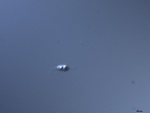  ( - M24NMF0008D3b_NMF173_Culture)  @11 [ ] by-sa (2025) Norwegian marine fungi UiT The Arctic University of Norway