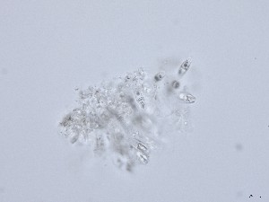  ( - TRa2022-19a.cult)  @11 [ ] by-sa (2023) Norwegian marine fungi UiT The Arctic University of Norway