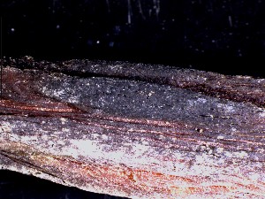  (Havispora - TRa2022-19a.cult)  @11 [ ] by-sa (2023) Norwegian marine fungi UiT The Arctic University of Norway