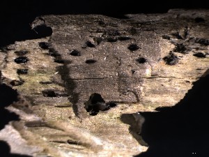 ( - TRa2023-57)  @11 [ ] by-sa (2023) Norwegian marine fungi UiT The Arctic University of Norway