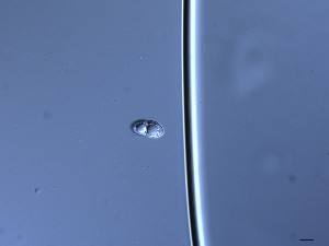  ( - TRa2023-60_NMF104_Culture)  @11 [ ] by-sa (2025) Norwegian marine fungi UiT The Arctic University of Norway