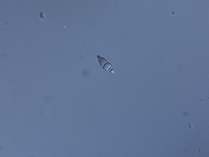  ( - TRa2022-96e_NMF65_Culture)  @11 [ ] by-sa (2025) Norwegian marine fungi UiT The Arctic University of Norway