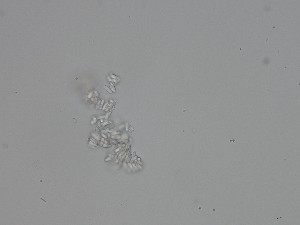 (Cladosporiaceae - TRa2023-143_NMF138_Culture)  @11 [ ] by-sa (2025) Norwegian marine fungi UiT The Arctic University of Norway