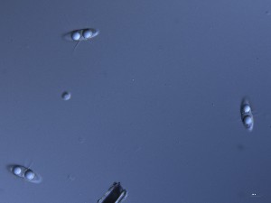  ( - TRa2023-157_NMF152_Culture)  @11 [ ] by-sa (2025) Norwegian marine fungi UiT The Arctic University of Norway