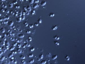  (Ceriosporopsis - TRa2023-58B)  @11 [ ] by-sa (2023) Norwegian marine fungi UiT The Arctic University of Norway