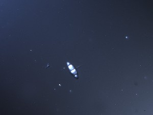  ( - TRa2023-55)  @11 [ ] by-sa (2023) Norwegian marine fungi UiT The Arctic University of Norway
