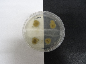  ( - TRa2022-44.cultNMF24)  @11 [ ] by-sa (2023) Norwegian marine fungi UiT The Arctic University of Norway
