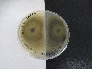  ( - TRa2022-51A.cultD2MAA)  @11 [ ] by-sa (2023) Norwegian marine fungi UiT The Arctic University of Norway