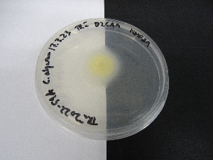  (Cladosporium - TRa2022-51A.cultD2CAA)  @11 [ ] by-sa (2023) Norwegian marine fungi UiT The Arctic University of Norway