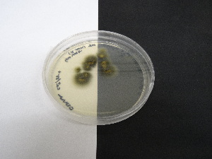  ( - TRa2022-84a.cult)  @11 [ ] by-sa (2023) Norwegian marine fungi UiT The Arctic University of Norway