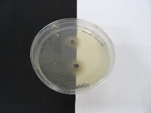  ( - TRa2022-09.cult)  @11 [ ] by-sa (2023) Norwegian marine fungi UiT The Arctic University of Norway
