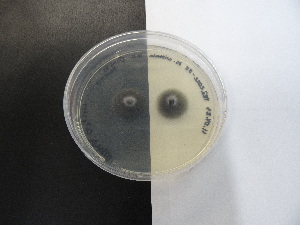  (Nereiospora - TRa2022-58.cult)  @11 [ ] by-sa (2023) Norwegian marine fungi UiT The Arctic University of Norway