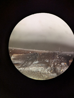  ( - M24MAR0024P1_FB109)  @11 [ ] by-sa (2025) Norwegian marine fungi Institute of marine research