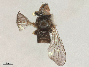  ( - BIOUG12674-B12)  @11 [ ] CreativeCommons - Attribution Share - Alike (2025) CBG Photography Group Centre for Biodiversity Genomics