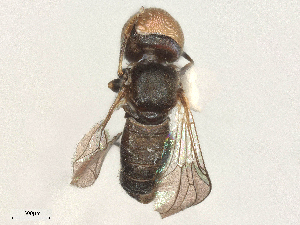  ( - BIOUG12674-D09)  @11 [ ] CreativeCommons - Attribution Share - Alike (2025) CBG Photography Group Centre for Biodiversity Genomics