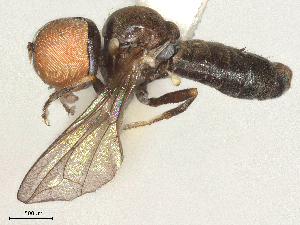  ( - BIOUG12674-E08)  @11 [ ] CreativeCommons - Attribution Share - Alike (2025) CBG Photography Group Centre for Biodiversity Genomics