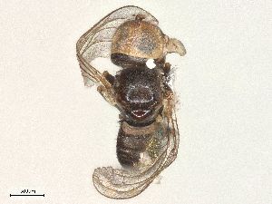  ( - BIOUG12702-B04)  @11 [ ] CreativeCommons - Attribution Share - Alike (2025) CBG Photography Group Centre for Biodiversity Genomics