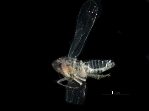  (Hebata abbreviata - BIOUG12705-H02)  @11 [ ] CreativeCommons - Attribution (2017) CBG Photography Group Centre for Biodiversity Genomics