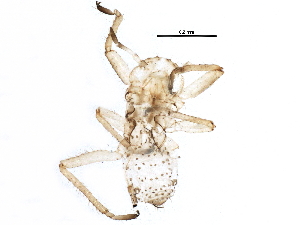  (Essigella fusca - BIOUG12725-A04)  @13 [ ] CreativeCommons - Attribution (2015) CBG Photography Group Centre for Biodiversity Genomics