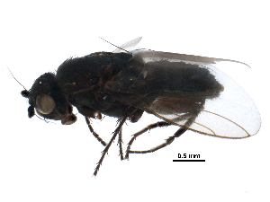  ( - BIOUG12744-D08)  @14 [ ] CreativeCommons - Attribution (2016) CBG Photography Group Centre for Biodiversity Genomics