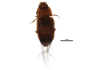  ( - BIOUG12821-A02)  @12 [ ] CreativeCommons - Attribution (2015) CBG Photography Group Centre for Biodiversity Genomics