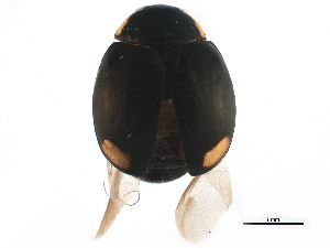  ( - BIOUG12821-B01)  @13 [ ] CreativeCommons - Attribution (2015) CBG Photography Group Centre for Biodiversity Genomics