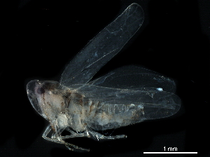  (Hebata neaspersa - BIOUG12855-G07)  @11 [ ] CreativeCommons - Attribution (2017) CBG Photography Group Centre for Biodiversity Genomics