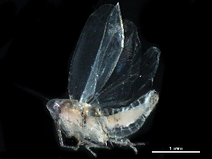  ( - BIOUG12855-G11)  @11 [ ] CreativeCommons - Attribution (2017) CBG Photography Group Centre for Biodiversity Genomics