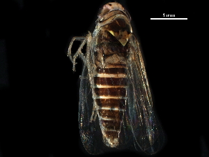  ( - BIOUG13346-B04)  @11 [ ] CreativeCommons - Attribution (2017) CBG Photography Group Centre for Biodiversity Genomics