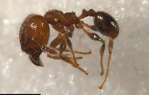  (Pheidole erratilis - RE21-NG1-HYM-0049)  @11 [ ] by-nc-sa (2024) Nina Grella University of Bayreuth