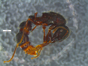  (Gnamptogenys AGB7259 - RE21-NG1-HYM-0058)  @11 [ ] by-nc-sa (2024) Nina Grella University of Bayreuth