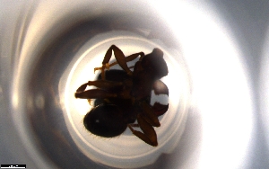  (Pheidole AGB3325 - RE21-NG1-HYM-0156)  @11 [ ] CreativeCommons by-nc-sa (2024) Nina Grella University of Bayreuth