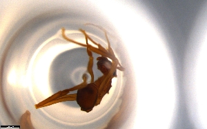  (Cyphomyrmex AGC0083 - RE21-NG1-HYM-0159)  @11 [ ] CreativeCommons by-nc-sa (2024) Nina Grella University of Bayreuth