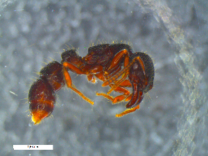  (Gnamptogenys AGB7257 - RE21-NG1-HYM-0180)  @11 [ ] CreativeCommons by-nc-sa (2024) Nina Grella University of Bayreuth