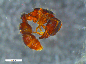  ( - RE21-NG1-HYM-0182)  @11 [ ] CreativeCommons by-nc-sa (2024) Nina Grella University of Bayreuth