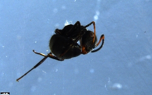  ( - RE21-NG1-HYM-0439)  @11 [ ] CreativeCommons by-nc-sa (2024) Nina Grella University of Bayreuth