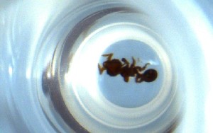  ( - RE21-NG1-HYM-0479)  @11 [ ] CreativeCommons by-nc-sa (2024) Nina Grella University of Bayreuth