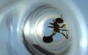  (Crematogaster AGC0147 - RE21-NG1-HYM-0498)  @11 [ ] CreativeCommons by-nc-sa (2024) Nina Grella University of Bayreuth