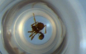  (Pheidole AGB3321 - RE21-NG1-HYM-0500)  @11 [ ] CreativeCommons by-nc-sa (2024) Nina Grella University of Bayreuth