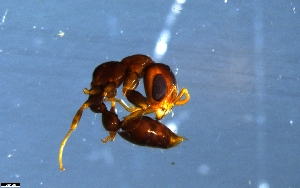  (Pseudomyrmex AGB3002 - RE21-NG1-HYM-0506)  @11 [ ] CreativeCommons by-nc-sa (2024) Nina Grella University of Bayreuth